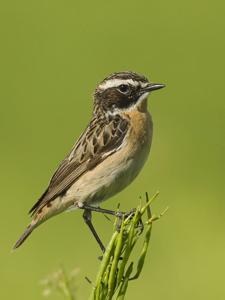 Pensastasku, Whinchat, Saxicola rubetra